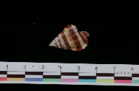 藏品(斑馬翼法螺)的圖片